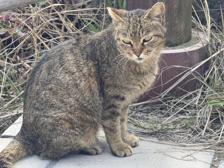 雲仙地獄の猫